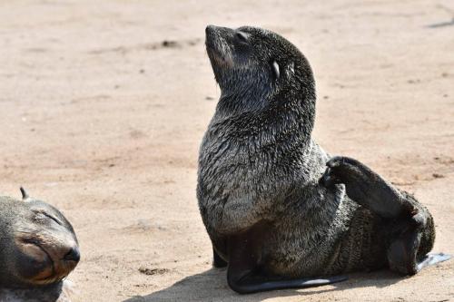 Otaries à fourrure d'Afrique du Sud