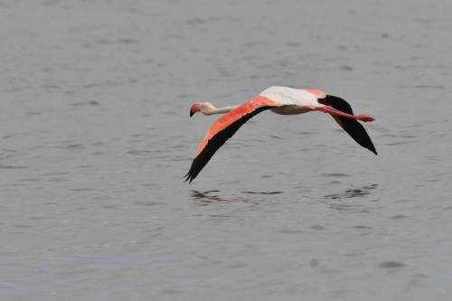 Flamant rose