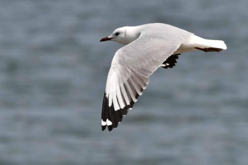 Mouette de Hartlaub