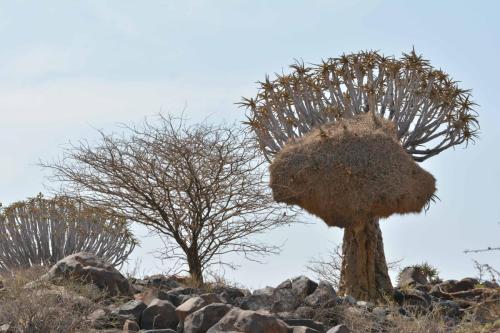 Quiver tree avec nid de républicains sociaux