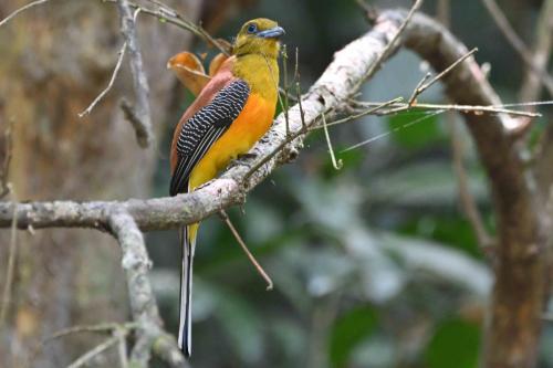 Trogon à poitrine jaune