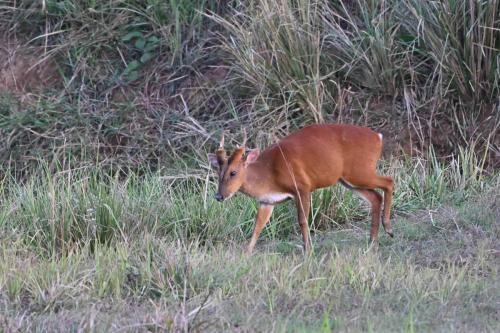 Muntjac indien