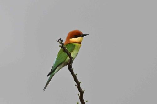 Guêpier de Leschenault