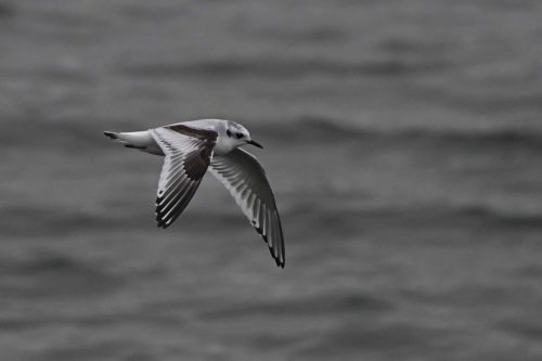 Mouette pygmée