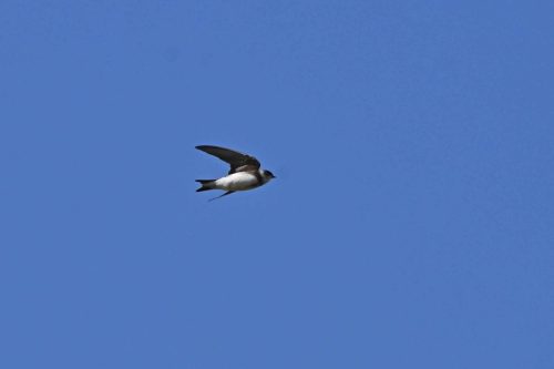 Hirondelle de rivage