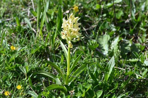 Orchis sureau ?? (Dactylorhiza sambucina)