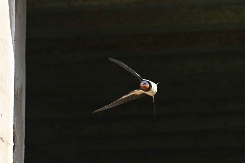 Hirondelle rustique