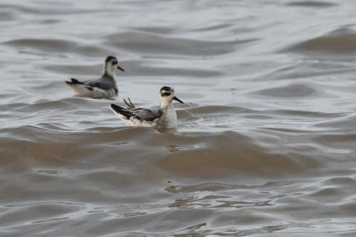 Phalaropes à bec large