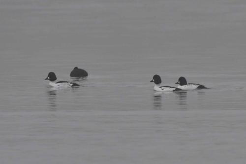 Garrots à oeil d'or