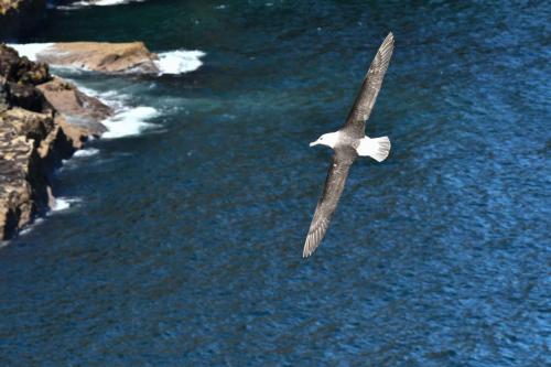 Albatros à sourcils noirs