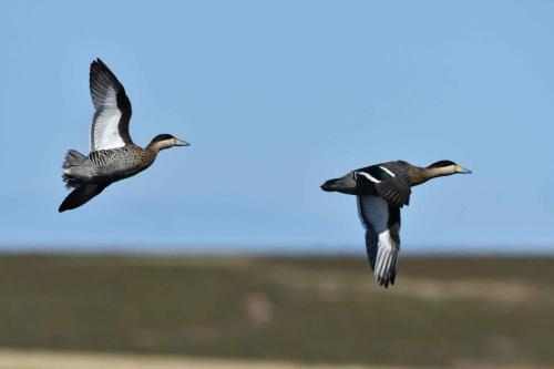 Sarcelles bariolées