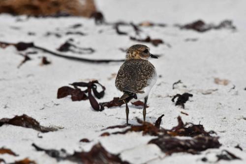 Gravelot des Falkland (jeune)