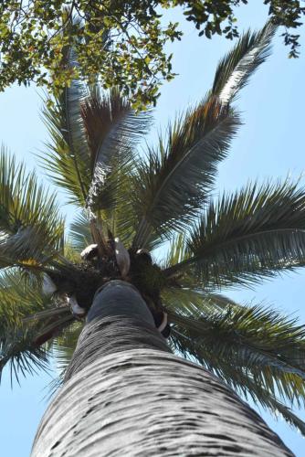 Palmiers du Chili (Jubaea chilensis)