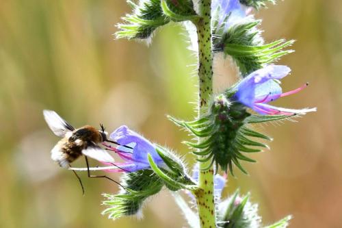 Grand Bombyle (Bombylius major)