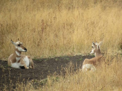 Antilopes Pronghorns