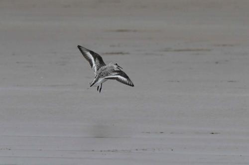 Bécasseau Sanderling, plage de Pontaillac