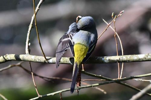 Bergeronnette des ruisseaux (mâle)