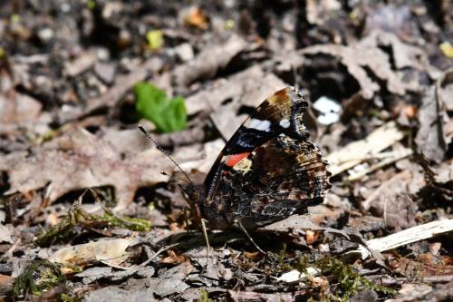Vulcain (Vanessa atalanta)