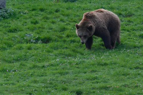 Ours brun