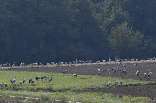 Grues cendrées