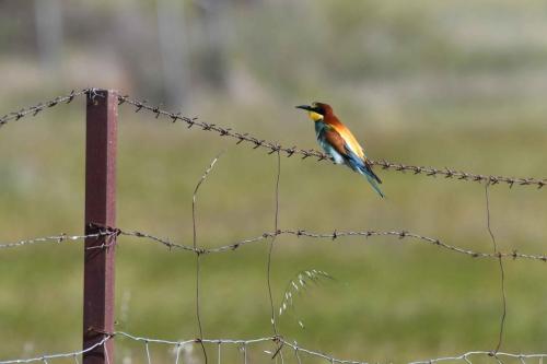 Guêpier d'Europe à Saucedilla