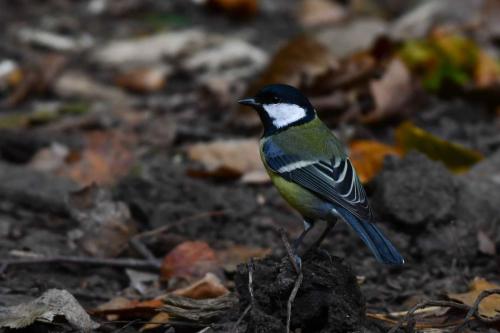 Mésange charbonnière