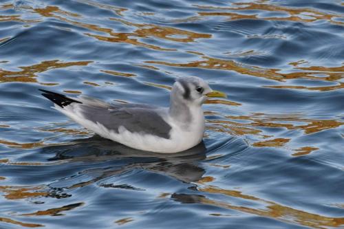 Mouette tridactyle (adulte)