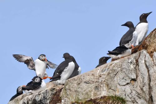 Macareux moines et guillemots de Troïl