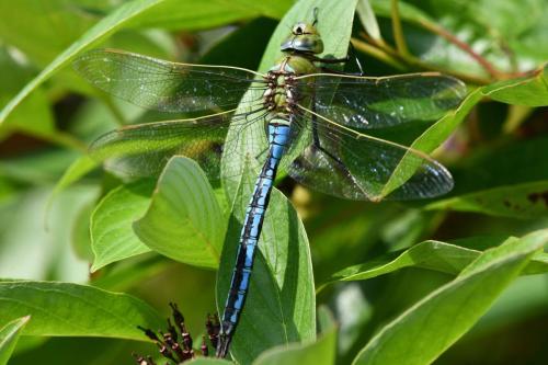 Anax empereur (mâle)