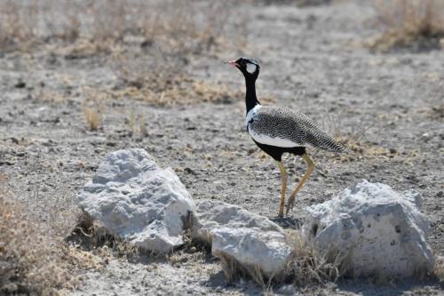 Outarde à miroir blanc