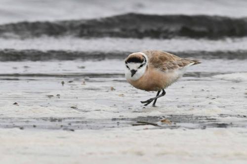 Pluvier à front blanc