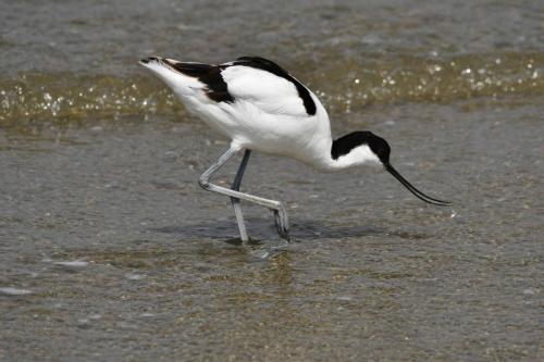Avocette élégante
