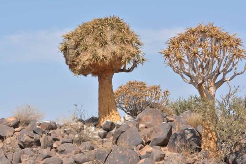 Quiver tree avec nid de républicains sociaux