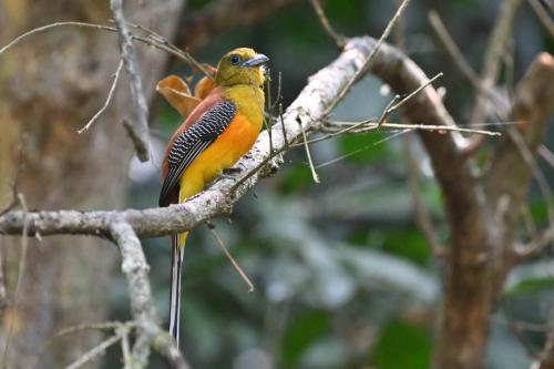 Trogon à poitrine jaune
