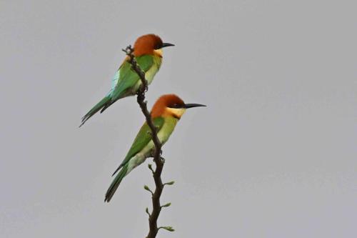 Guêpiers de Leschenault