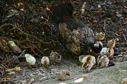 Poule et poussins dans le square Pierre Catteau