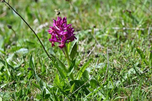 Orchis sureau ??  (Dactylorhiza sambucina)