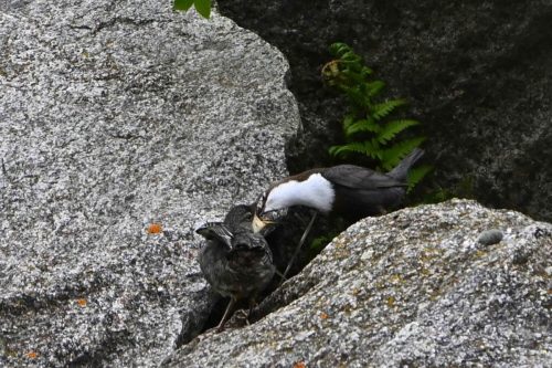 Cincles plongeurs