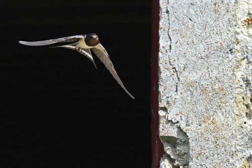 Hirondelle rustique
