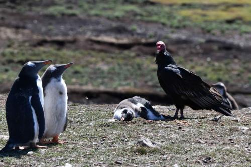 Urubu à tête rouge