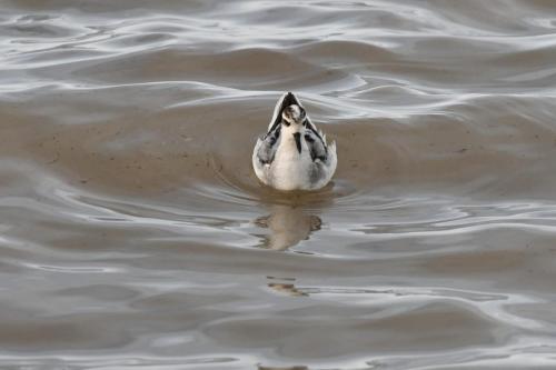 Phalarope à bec large
