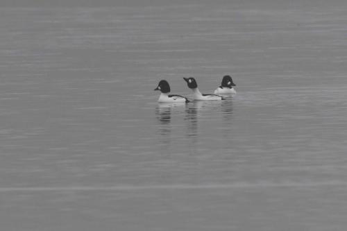 Garrots à oeil d'or