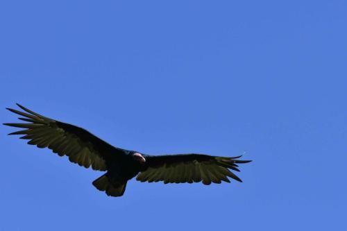 Urubu à tête rouge