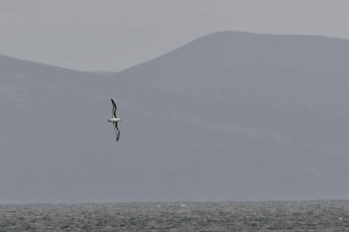 Albatros à sourcils noirs