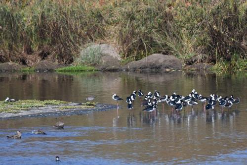 Échasses à queue noire