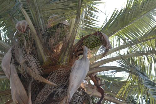 Palmiers du Chili (Jubaea chilensis)