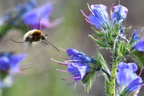 Grand Bombyle (Bombylius major)