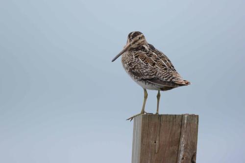 Bécassine des marais