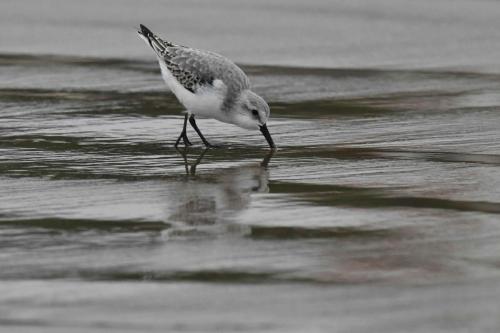 Bécasseau Sanderling, plage de Pontaillac