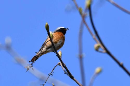 Rougequeue à front blanc